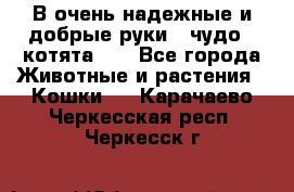 В очень надежные и добрые руки - чудо - котята!!! - Все города Животные и растения » Кошки   . Карачаево-Черкесская респ.,Черкесск г.